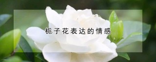 栀子花表达的情感,第1图