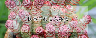 钱串子花怎么移栽,第1图