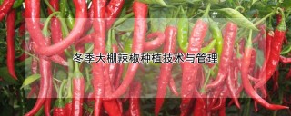 冬季大棚辣椒种植技术与管理,第1图