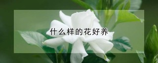 什么样的花好养,第1图