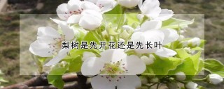 梨树先开花还是先长叶,第1图