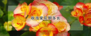 秋海棠花期多长,第1图