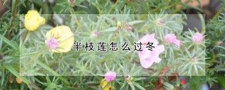 半枝莲怎么过冬,第1图