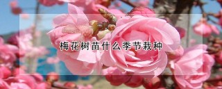 梅花树苗什么季节栽种,第1图