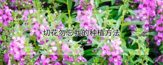 切花勿忘我的种植方法,第1图