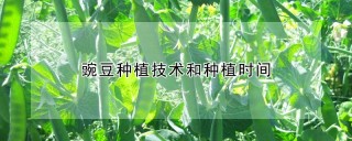 豌豆种植技术和种植时间,第1图