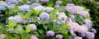 绣球修剪后还会开花吗,第1图