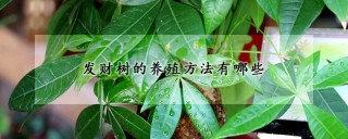 发财树的养殖方法有哪些,第1图