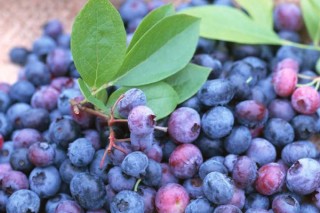 蓝莓什么时候吃最好 食用蓝莓的好处,第2图