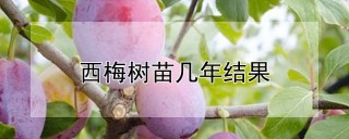 西梅树苗几年结果,第1图