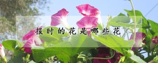 报时的花是哪些花,第1图