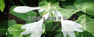 玉簪什么时候开花,第1图