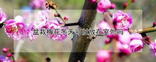 盆栽梅花冬天可以放在室外吗,第1图