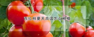 西红柿夏天高温怎么种植,第1图