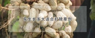 花生长多大适合打除草剂,第1图