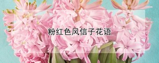 粉红色风信子花语,第1图