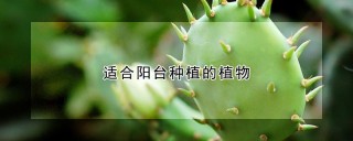 适合阳台种植的植物,第1图