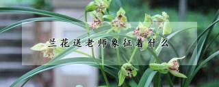 兰花送老师象征着什么,第1图