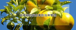 柑橘树的病虫害防治和管理,第1图