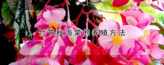竹节秋海棠的养殖方法,第1图