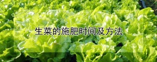 生菜的施肥时间及方法,第1图