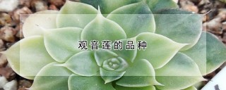 观音莲的品种,第1图