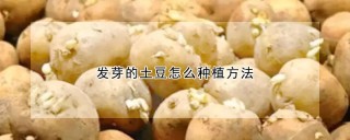 发芽的土豆怎么种植方法,第1图