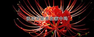 彼岸花能养在家中吗,第1图