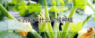 西葫芦什么时候种植,第1图