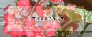 竹节海棠能活多少年,第1图