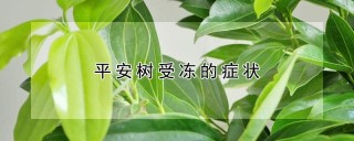 平安树受冻的症状,第1图