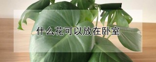 什么花可以放在卧室,第1图