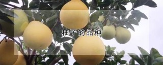 柚子的品种,第1图