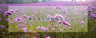 薰衣草怎样种植方法,第1图