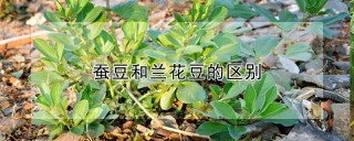 蚕豆和兰花豆的区别,第1图