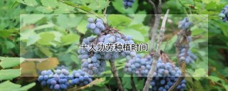 十大功劳种植时间,第1图