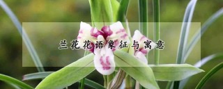 兰花花语象征与寓意,第1图