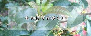 桂花树可以截头吗,第1图