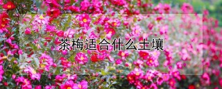 茶梅适合什么土壤,第1图