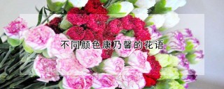 不同颜色康乃馨的花语,第1图