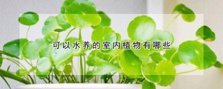 可以水养的室内植物有哪些,第1图