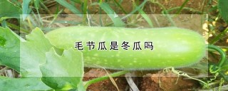 毛节瓜是冬瓜吗,第1图