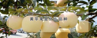 黄苹果是什么品种,第1图