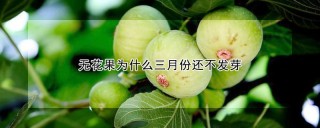 无花果为什么三月份还不发芽,第1图