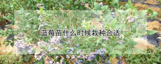 蓝莓苗什么时候栽种合适,第1图
