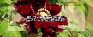 黑牡丹花语寓意,第1图