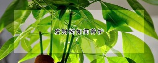 发财树如何养护,第1图