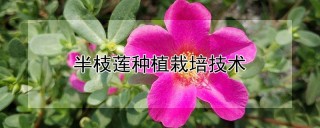 半枝莲种植栽培技术,第1图