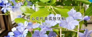 什么花代表孤独忧郁,第1图