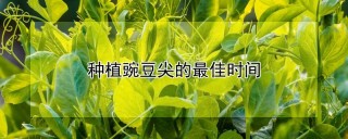 种植豌豆尖的最佳时间,第1图